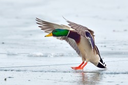 mallard duck landing on icy lake