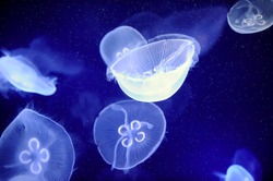 underwater image of moon jellyfishes