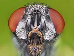 Extreme sharp and detailed macro portrait of fly microskopy stack