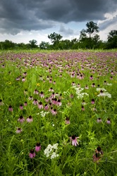 Coneflowers, prairie dock and wild quinine grace the summer prairie at Belmont Prairie Nature Preserve in Downers Grove, Illinois.