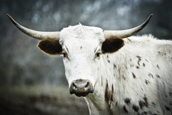 Side view Young Texas Longhorn with head turned left, looking straight in the camera. Blurred natural background.