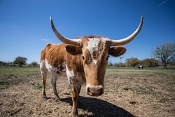 Young Texas Longhorn Cow with white and brown markings (left 3/4 front view)