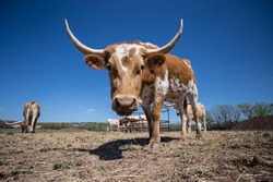 Young Texas Longhorn Cow with white and brown markings (right 3/4 front view)