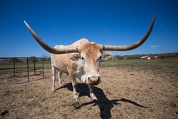 Texas Longhorn Steer near Smithville Texas