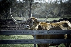 Big Texas Longhorn steer/bull looking over fence (tone variation