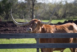 Big Texas Longhorn steer/bull looking over fence