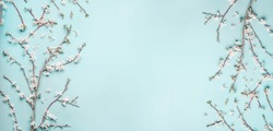Beautiful Turquoise blue background with spring cherry blossom branches, top view, flat lay, frame. Creative springtime layout, banner or template