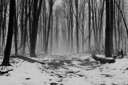 Alone. A remote winter forest immersed in fog with trail leading into the unknown. 