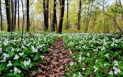Spring Panoramic Landscape. Trillium line a forest trail as spring arrives to the Great Lakes Region. Trillium are the official wildflower of Ohio and Ontario. Lakeport, Michigan.