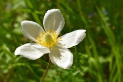 Anemone anemone, Anemone nemorosa, spring herb on green background, simple white flower with six petals