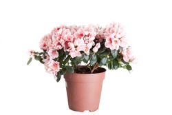 Blossoming azalea of a grade of Mevrouw Gerard Kint in a flowerpot on a white background