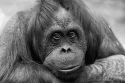 Portrait of a sad female of an orangutan, monochrome