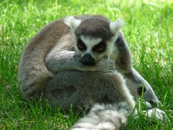 A close-up of a lemur resting in the green grass - photo