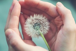 beautiful fluffy dandelion flower in girl's hands, care, protection, wishes and dreams concept, spiritual soul