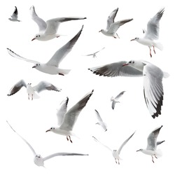 birds isolated on white