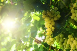 White grapes hanging on a bush in a sunny beautiful day