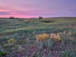 sunrise over green prairie with wildflowers - Pawnee National Grassland in Colorado, late spring or early summer scenery