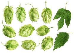 Hops and hop leaves isolated on white background. Collection with clipping path.