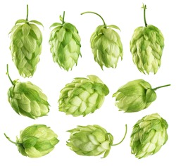 Hops isolated on white background. Collection with clipping path.