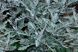 Jacobaea maritima (Senecio Cineraria) or Silver ragwort - ornamental plant for gardening or landscaping. Silvery fluffy leaves of Cineraria on flowerbed - natural botany background.