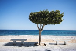 Bench under tree on sunny beach in Altea, Spain