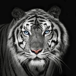 Headshot of Indochinese white tiger. (Panthera tigris corbetti) on black with copyspace.
