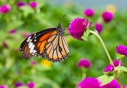 Monarch Butterfly on nature