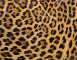 Leopard fur background