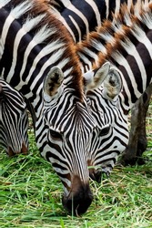 close up, three zebras eating grass.