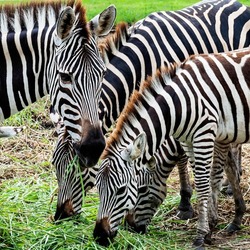 close up, four zebras eating grass.