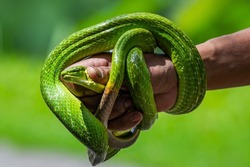 Man holding a green snake with his bare hands