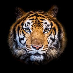 Headshot of Indochinese tiger (Panthera tigris corbetti) on black with copyspace.
