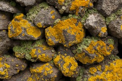 Mossy rock texture of wall