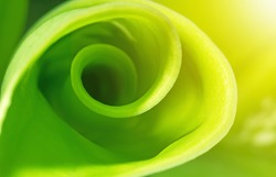 Nature abstract background, green spiral leaf with sunlight, ecology concept