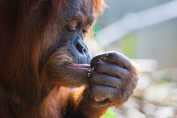 A pensive orangutan in Melbourne, Victoria, Australia