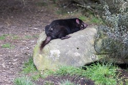 The iconic Tasmanian Devil resting in a natural environment on a cool spring day near Cradle Mountain, Tasmania, Australia