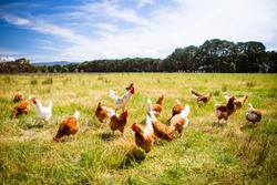 A flock of chickens roam freely in a lush green paddock near Clarkefield in Victoria, Australia