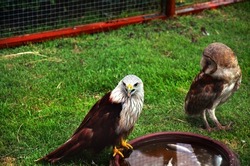 Owl bird and eagle falcon birds stand on grass floor in cage for thai people and foreign travelers travel visit and looking in park zoo at Bangpu Recreation Center in Samut Prakan, Thailand 