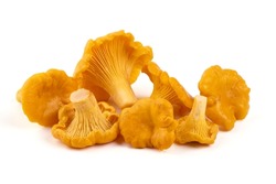 Chanterelle or girolle mushrooms, Cantharellus cibarius, Isolated on white background