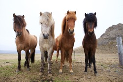 Beautiful Icelandic horses in Iceland