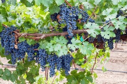 Cabernet Sauvignon grapes ready for harvest