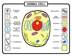 Vector - Animal Cell
