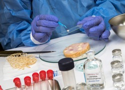Expert analyzes stuffed meat contaminated by bacterium of listeria in laboratory, sprout caused in Spain
