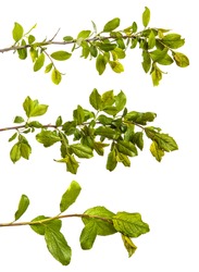 branch of wild apple tree with green leaves on a white background. set, collection