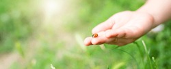 Wide photo of a ladybug in children's hands against a background of green grass.
