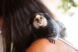 A marmoset photographed on the shoulder of a biologist in Brazil, in the Atlantic Forest.