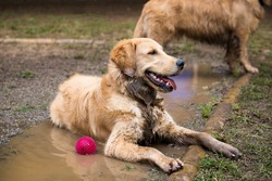 Golden Retriever cooling down in a mud puddle on a hot day.
