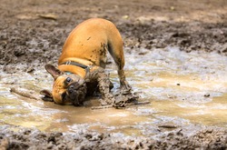 French Bulldog having fun in a mud puddle