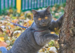 Beautiful portrait of gray scottish cat on a leash walk in the autumn park. Soft focus. Nature background.