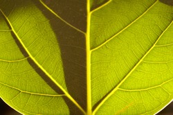 Macro photo of a grean leaf with sun light and shadow game